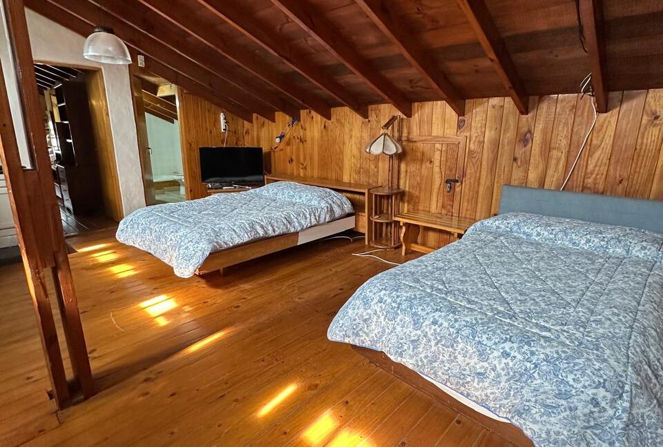 Jilguero Paraiso 29